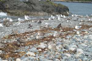 Can you spot the gulls among the pebbles?